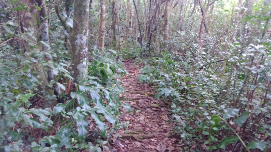 Le sentier