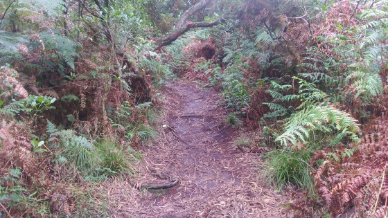 Le sentier