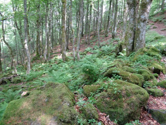 Le sous bois sous le Rothenbachkopf