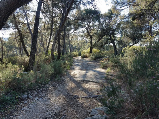 Sous-bois