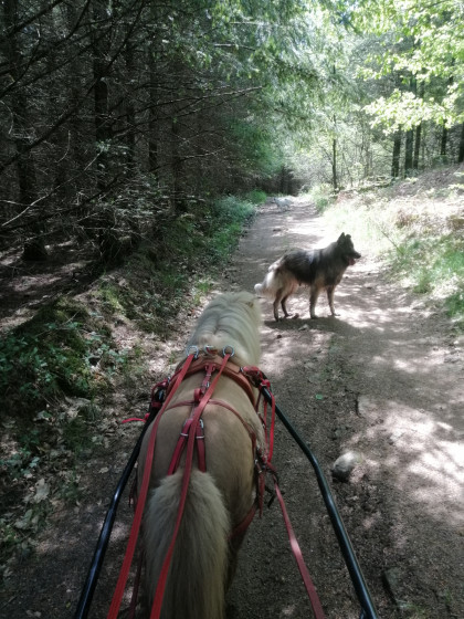 le sous bois