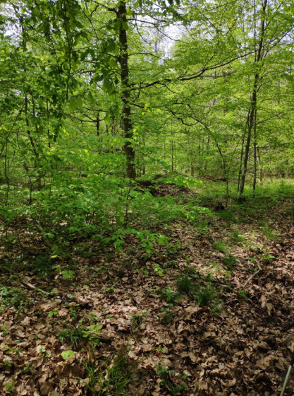 Le Sous bois