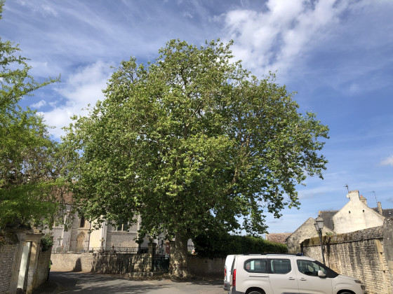 Le superbe platane du Fresne-Camilly