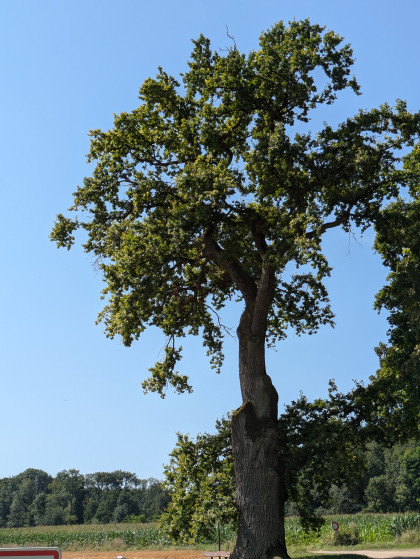 Le Tafelbaum