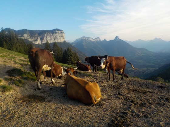 Le troupeau du chalet Chapuis