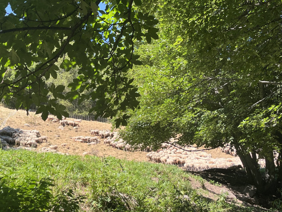 le troupeau rassembl&eacute; part vers le col d'Allos