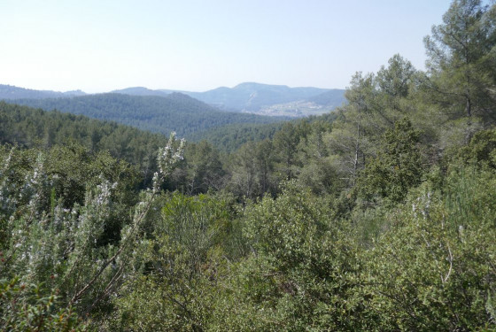 Le vallon