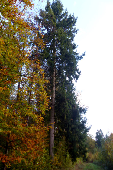 Le vert et la rouille d'automne