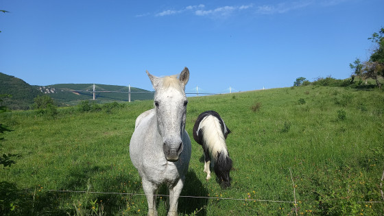 Le Viaduc et les chevaux