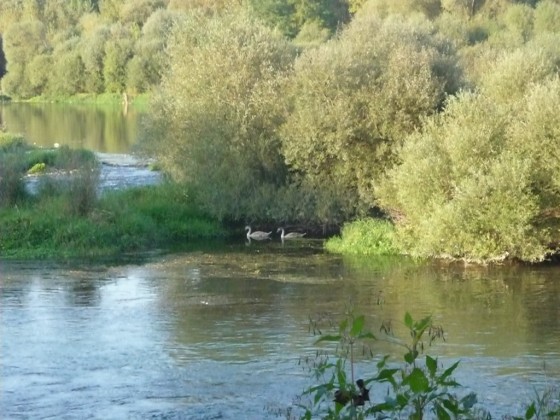 Le Vieux Rhin en septembre