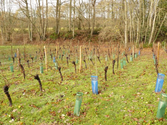 Le vignoble d\'Auteuil