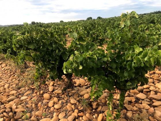 Le vignoble de galets roulés