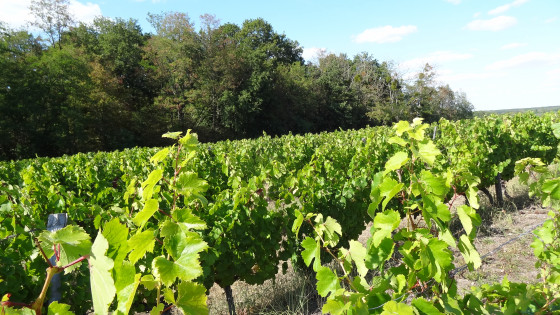 Le vignoble dont l'appelation est Cheverny