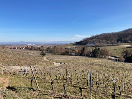 Le vignoble et Ammerschwir