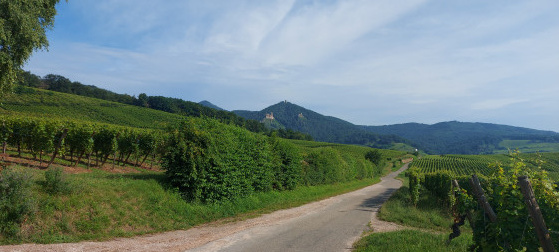 Le vignoble et les châteaux de Ribeauvillé
