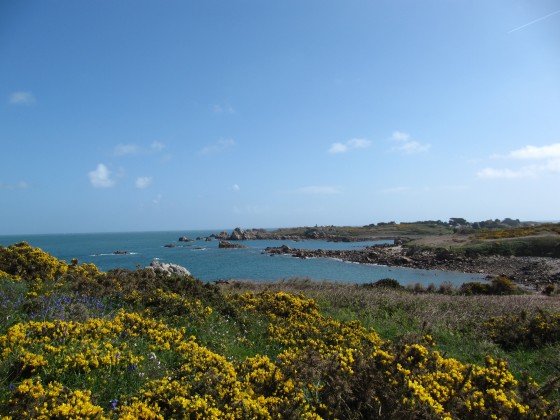 Les ajoncs