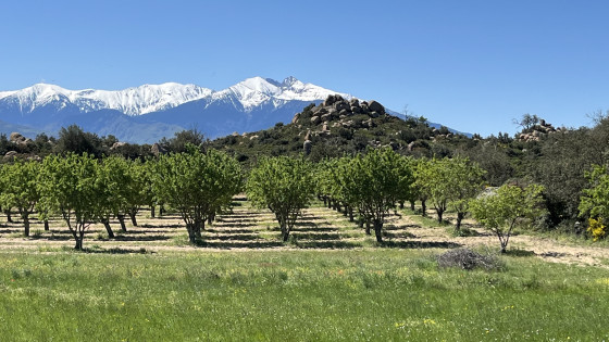 Les amandiers sur fond de Canigou
