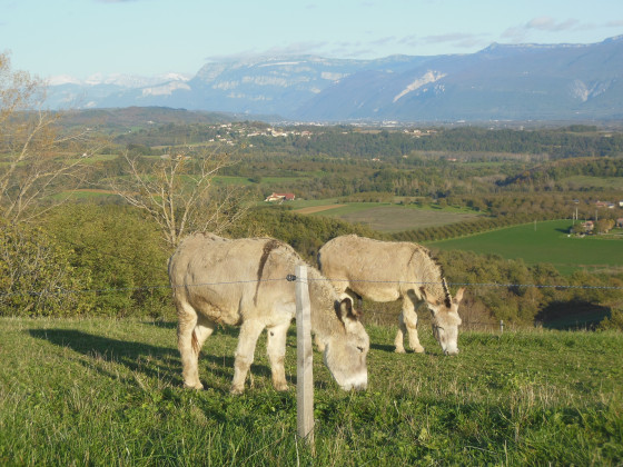 Les &acirc;nes au paradis