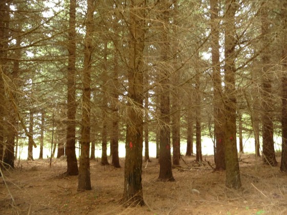 Les arbres aux pois fushia