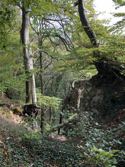 Les arbres dans le vide