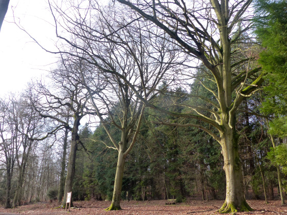 Les arbres du petit Saint-Ouen