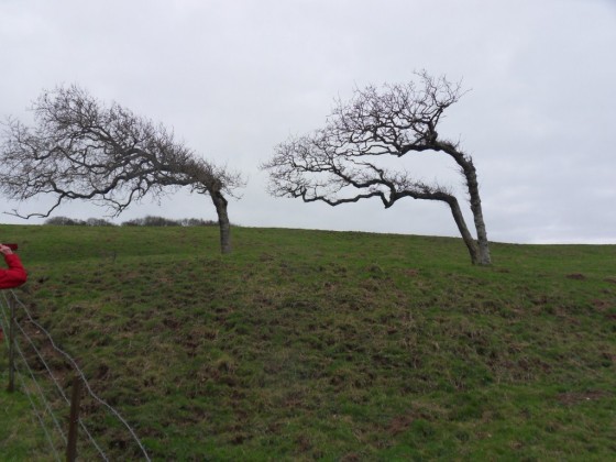 Les arbres penchés