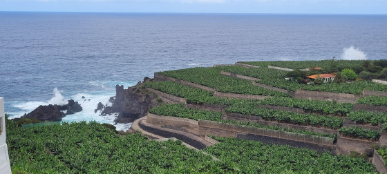 Les bananeraies d'El Guincho