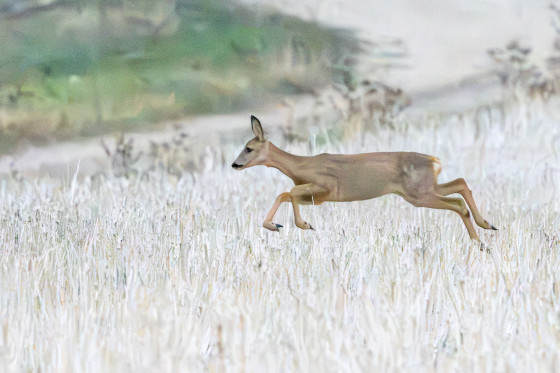 Biche