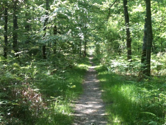 Les Bois Bézard