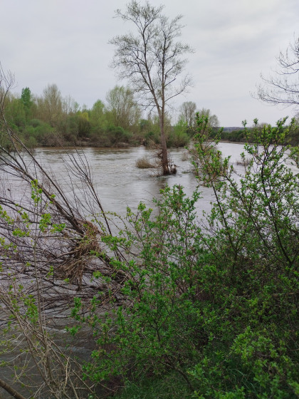Les bords de Loire
