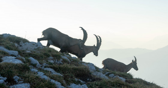 Les Bouquetin au Col des 2 Sœurs