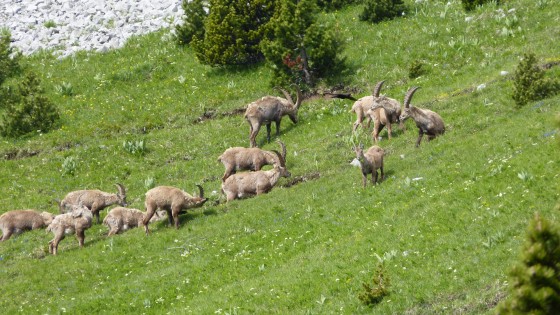 Les bouquetins mâles en tenue de mi saison