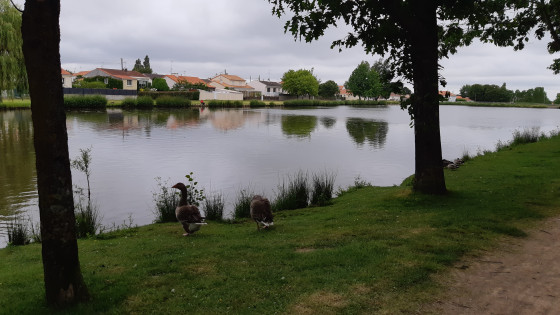 Les canards sur le lac de Saint L&eacute;ger sous Cholet,
