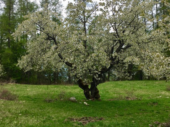 les cerisiers en fleurs après les hameaux abandonnés