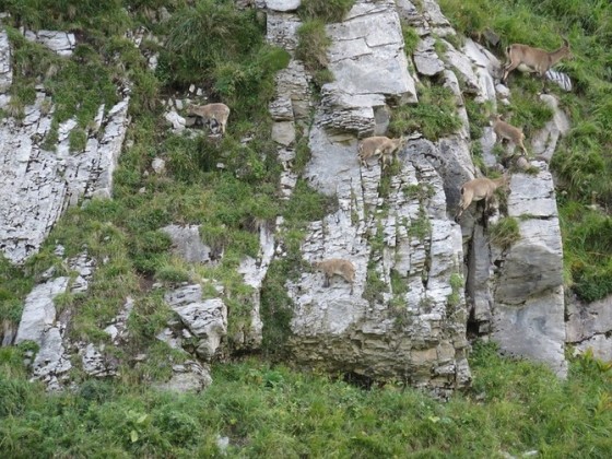 Les bouquetins, en bas du grand pr&egrave;s