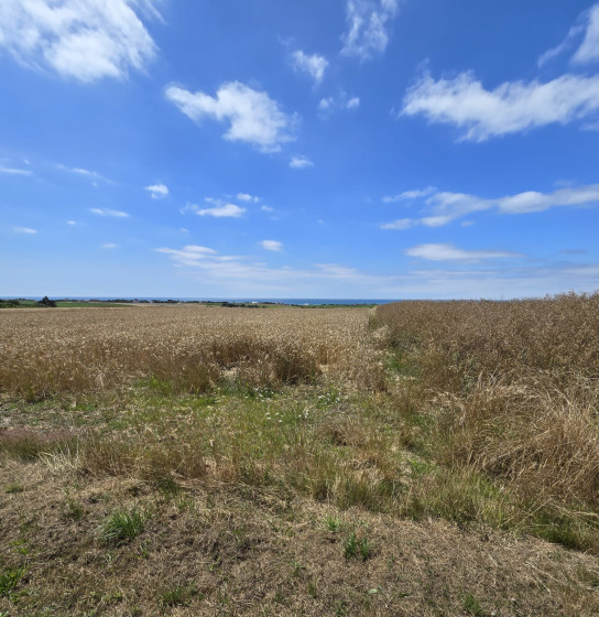 Les champs de blé et la mer