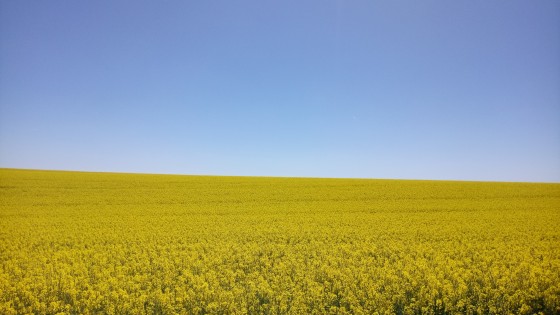 Champ de colza