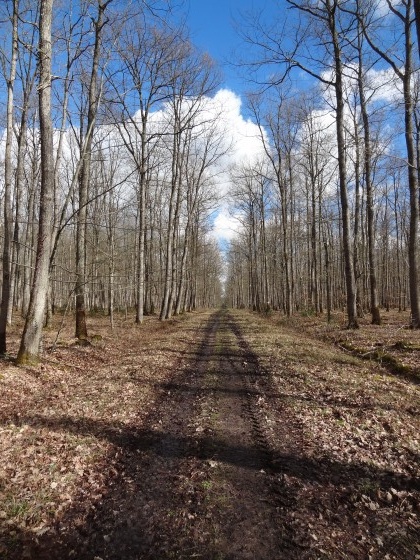 Les chênes de la forêt de Boulogne