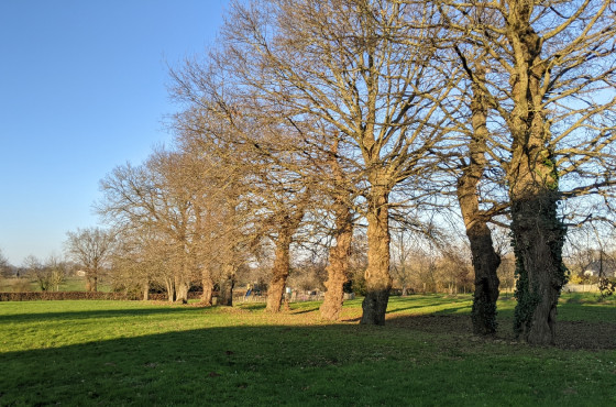 Les ch&ecirc;nes du parc des M&eacute;zi&egrave;res