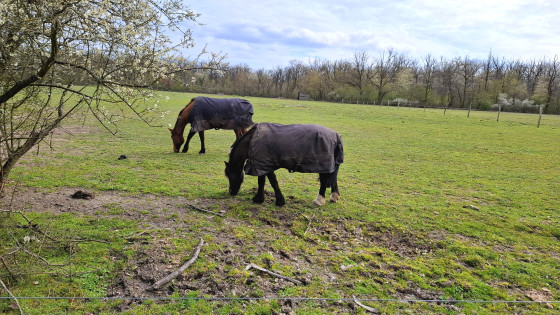 Les chevaux de Lutzelacker