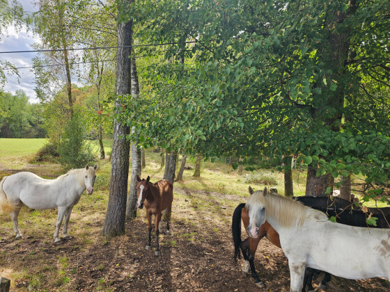 Les chevaux
