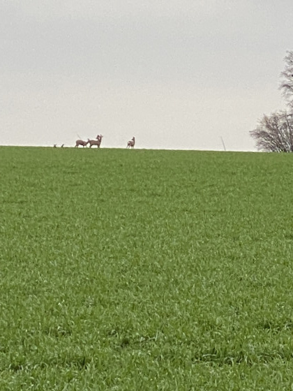 les cheveuils