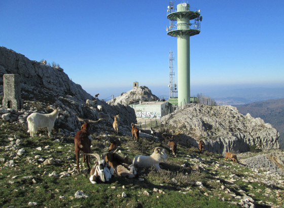 Les chèvres du mont Caume