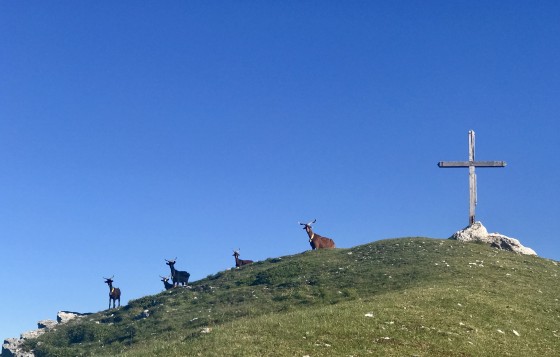Les chèvres peuvent encombrer le sommet du Truc