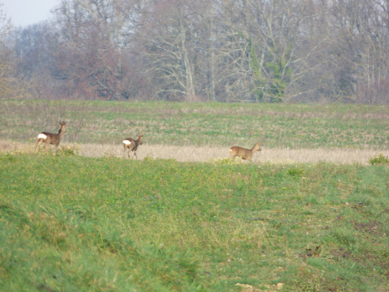 "les chevrettes"