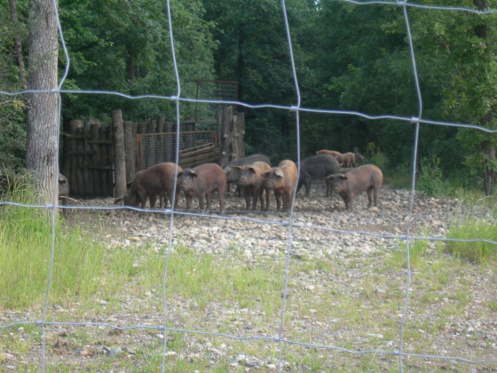 Les cochons du Grand Bois
