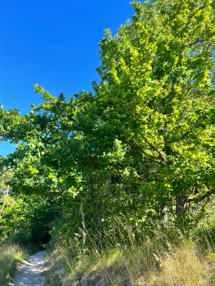 Les coteaux et la for&ecirc;t de Saint-Michel