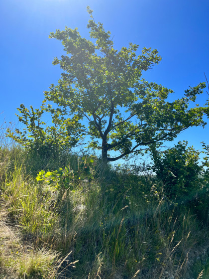 Les coteaux et la for&ecirc;t de Saint-Michel