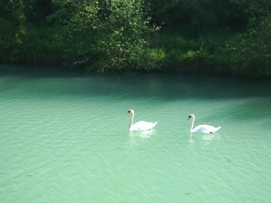 Cygnes sur le Canal latéral de la Marne