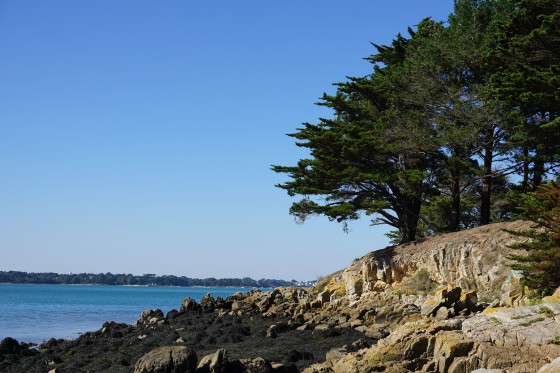 les cypr&eacute;s de l'&icirc;le